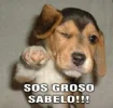 sos_groso_sabelo.webp