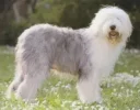 bobtail.webp