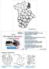 adsense.webp
