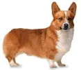 Corgi.webp Corgi.webp