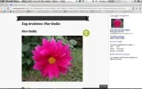 cap.webp