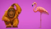 _105498051_orangutanandflamingo.webp