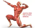 sistema-muscular.webp