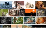 4-Tematica gatos.webp