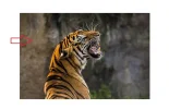 3-Fotografia.webp