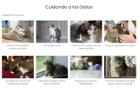 Gatos de raza cuidados.webp