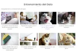 Gatos de raza entrenamiento.webp