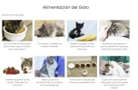 Gatos de raza alimentacion.webp
