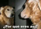 por-que-eres-asi-8.webp