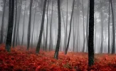 forest.webp