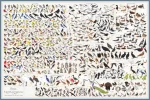 infografia aves.webp