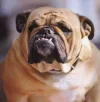 bulldog.webp bulldog.webp