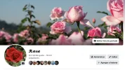 rose1.webp