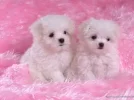 400_1206847326_perritos.webp