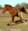 caballo.webp