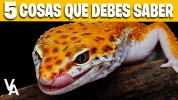 5 COSAS QUE DEBES SABER.webp