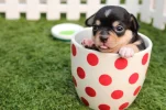 chihuahua-624924_1280.webp