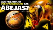 abejas.webp