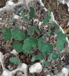 planta.webp