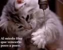 loll.webp