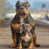 perritos 2.webp