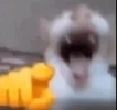 cat-laughing-cat-laughing-meme.webp