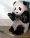cute-panda.webp