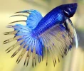 betta_fish1.webp