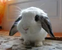 bunny1.webp