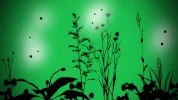 Fondo plantitas.webp