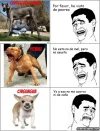 memes_el_chihuahua.webp