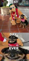 mi-mejor-dia-de-perro.webp