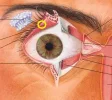 ojo.webp