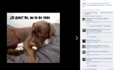 pruevas.webp
