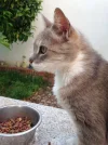 gato1.webp