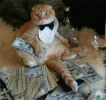 gato-con-dinero.webp