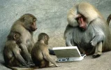 funny+monkey+using+laptop+facebook.webp