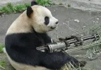 oso-panda-metralleta.webp