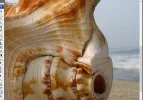 paso009.webp