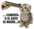 gato-muere.webp