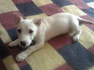 Blanquita.webp