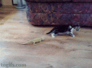tumblr_n652hnh0Ig1rvzwobo1_400.gif