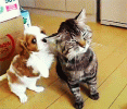 tumblr_n4tg7e0RnR1rvzwobo1_250.gif tumblr_n4tg7e0RnR1rvzwobo1_250.gif