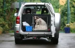 perro-viajando-en-coche.webp