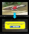 compatir-para-ver-video-blogger.webp