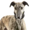 Galgo-español.jpg Galgo-español.jpg