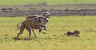 galgos.jpg galgos.jpg