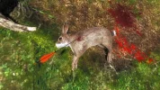 2014-08-07 1856 - Arroyos de los colonos - Conejo de Cola de AlgodÃ³n (50.8).webp