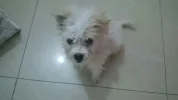 0011519567.webp 0011519567.webp