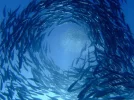 28168_434053436684643_1698750192_n.webp